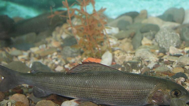 Die Äsche ist leicht an ihrer auffälligen Flosse auf dem Rücken zu erkennen.