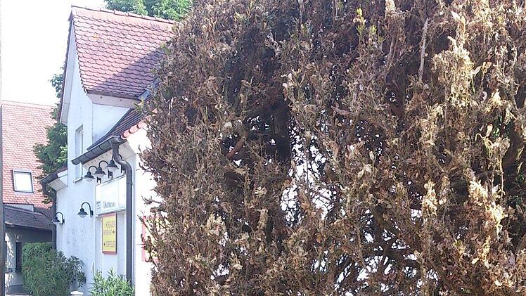 Auch in diesem Vorgarten in Jungenhofen hat der Buchsbaumzünsler ganze Arbeit geleistet.  Foto: Waltraud Enkert