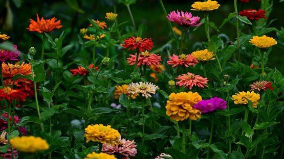 Schmuckkörbchen, Zinnien, Topinambur, Ringelblumen und Astern stehen jim Spätsommer und Herbst in voller Blüte. Bidl: jggrz/ pixabay.com