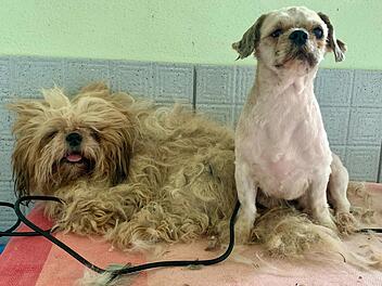 Tierheim Bamberg äußert schlimme Befürchtung nach Hunde-Fund - "könnte leider der Realität entsprechen"