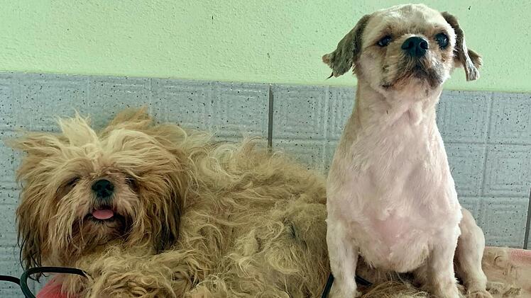 Tierheim Bamberg entsetzt - erneut Hunde in "miserablem Zustand" aufgefunden