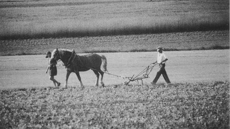 Feldarbeit mit Pferdestärken: Otto Sell und Sieglinde  Foto: Archiv Udo Sell