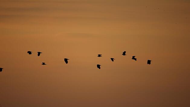 Kiebitze &uuml;ber Kunreuth und Weingarts Foto: Julia Dummert