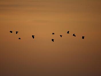 Kiebitze über Kunreuth und Weingarts Foto: Julia Dummert