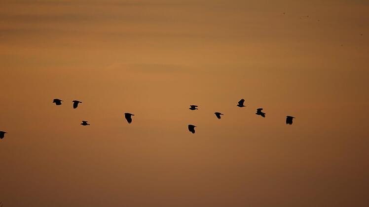 Kiebitze über Kunreuth und Weingarts Foto: Julia Dummert