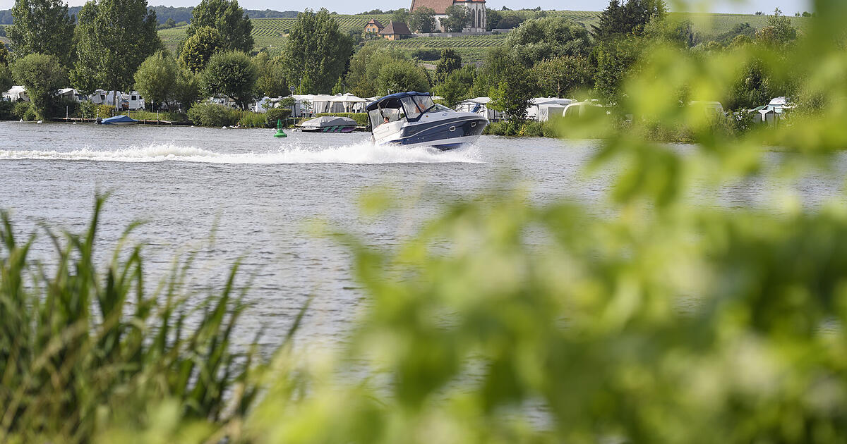 Water in the Main River too warm: Animals under stress - | What people ...