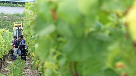 Der Traktor sammelt die Trauben ein.