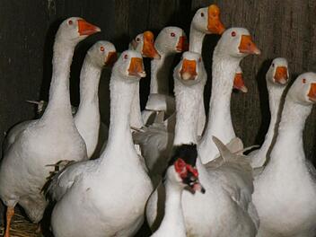 Noch vor wenigen Tagen schnatterten die Gänse munter durcheinander. Horst Wolrath schlachtet sie erst im letzten Moment.  Fotos: Sonja Adam