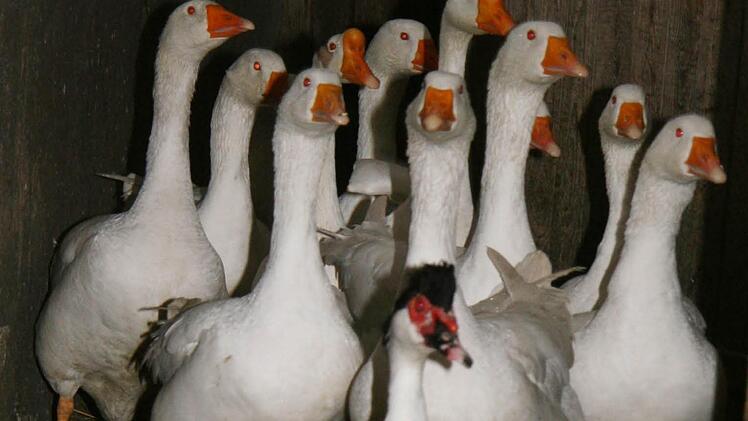 Noch vor wenigen Tagen schnatterten die Gänse munter durcheinander. Horst Wolrath schlachtet sie erst im letzten Moment.  Fotos: Sonja Adam