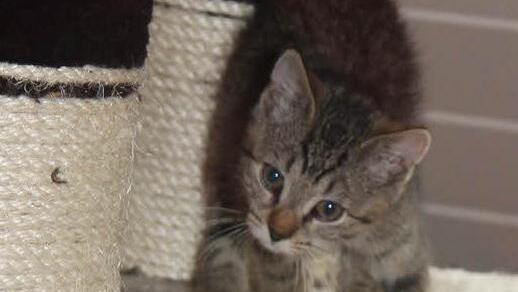 Hinter Glas, aber unvergleichlich süß waren die jungen Kätzchen.
