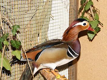 Nicht nur Kinder waren fasziniert von der Schönheit der Mandarin-Enten. Fotos: Sabine Weinbeer