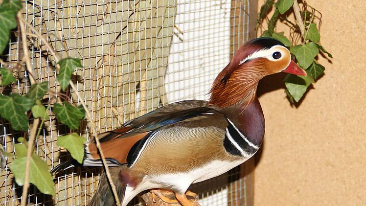 Nicht nur Kinder waren fasziniert von der Schönheit der Mandarin-Enten. Fotos: Sabine Weinbeer