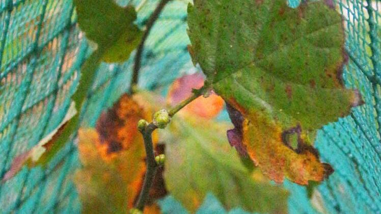 Wuchshüllen schützen vor Verbiss.