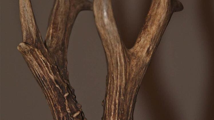 Hegeschau in Obererthal  Foto: Gerd Schaar