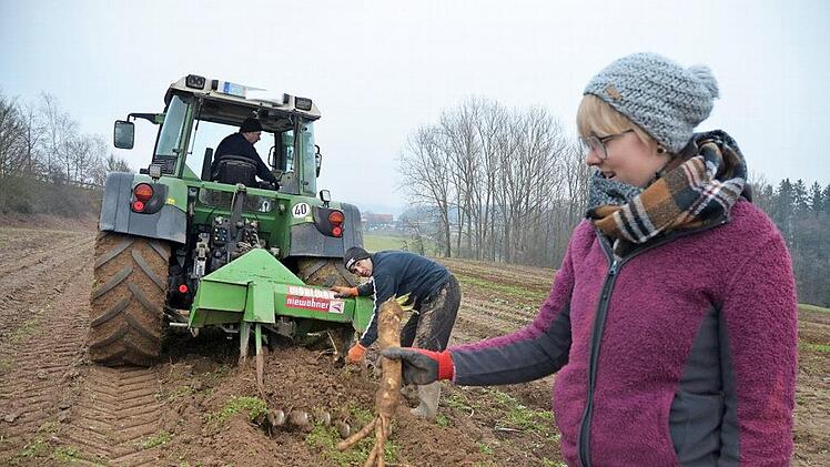 Julia Faber zeigt eine der geernteten Meerrettichwurzeln. Daniel Gasper zieht weitere aus der Erde, die Martin Faber mit Schlepper und Roder aufwühlt. Foto: Rainer Lutz