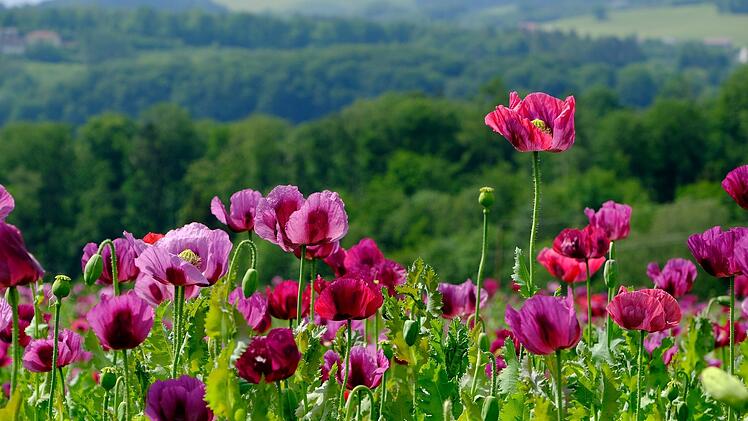 Die reinste Blütenpracht: Eine Wiese mit Schlafmohn - aber Achtung vor rechtlichen Konsequenzen.