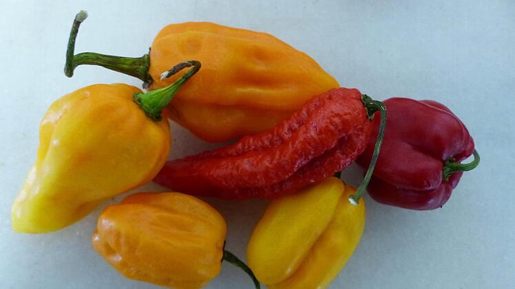 Aus diesen Habanero-Schoten werden feurige Saucen. Fotos: Lindner