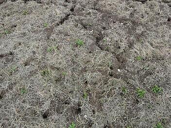So sieht eine "Mäuse-Großstadt" auf einer Wiese aus. Die Landwirte klagen über immense Schäden, nicht nur im Grünland.  Fotos: AELF Bayreuth/Peter Steffen, dpa