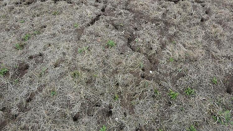 So sieht eine "Mäuse-Großstadt" auf einer Wiese aus. Die Landwirte klagen über immense Schäden, nicht nur im Grünland.  Fotos: AELF Bayreuth/Peter Steffen, dpa