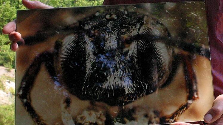 Mit der Entdeckung von Psen exeratus waren die Tongruben bei Muggenbach sozusagen für den Naturschutz gerettet.