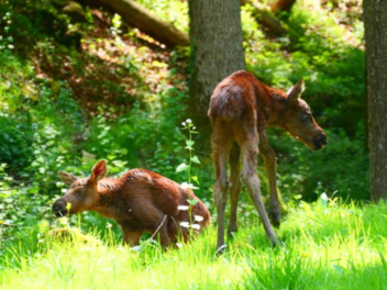 Wildpark Hundshaupten: Elch-Babys verz&uuml;cken Besucher - daneben gibt es einige Neuerungen