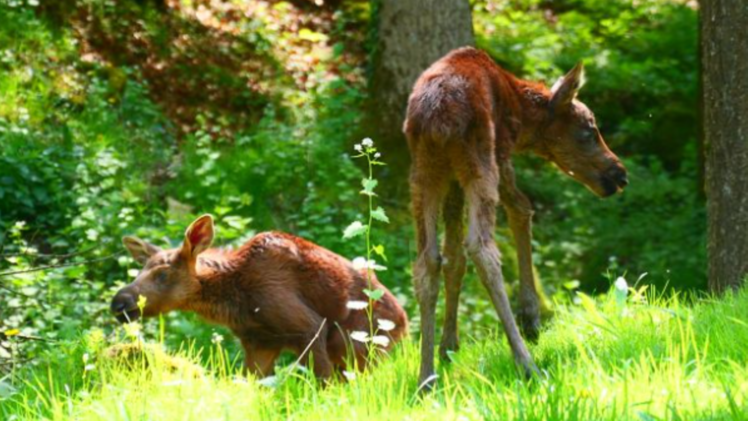 Wildpark Hundshaupten: Elch-Babys verz&uuml;cken Besucher - daneben gibt es einige Neuerungen