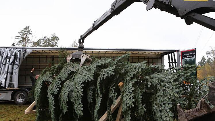 Der Baum wird in den Lkw verladen. Foto: Barbara Herbst