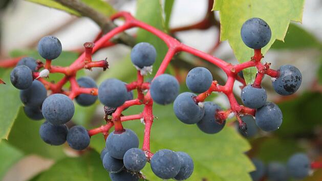 Die Fr&uuml;chte des Wilden Weines, die jetzt blau und prall leuchten, sind f&uuml;r den Menschen giftig. Foto: Jupp Schr&ouml;der