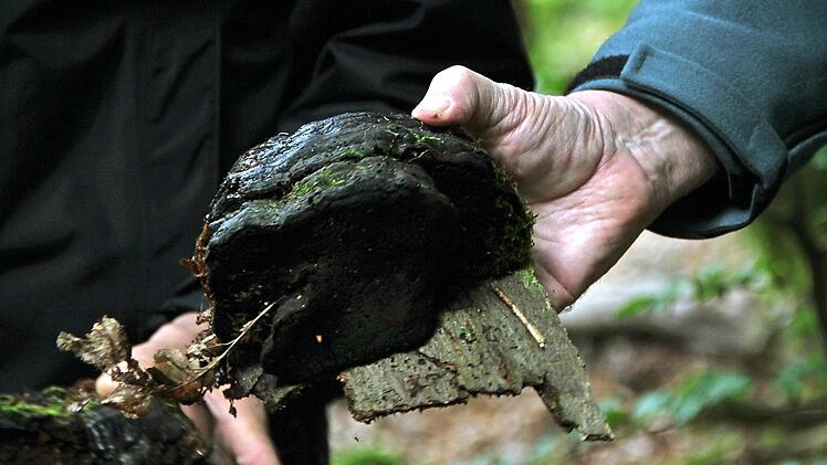 Der Forstbetrieb Bad Brückenau stellt sein Naturschutzkonzept vor. Foto: Ulrike Müller
