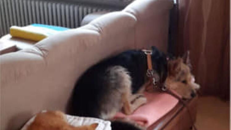 Tierheim Pfaffengrün: Hund "Erwin" sucht dringend neues zu Hause - Herrchen von süßem Mischling verstorben