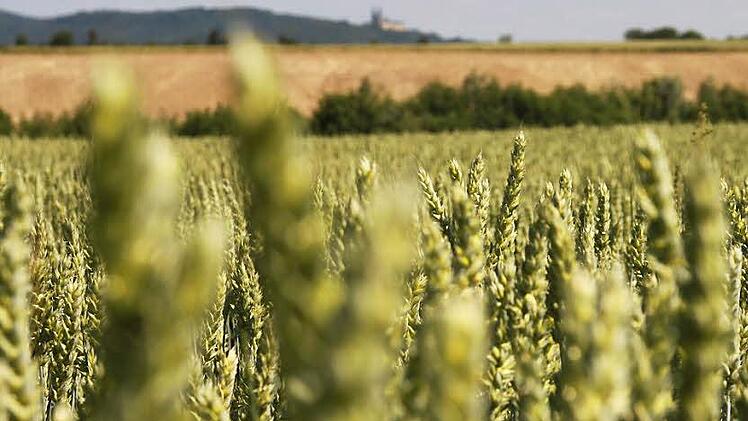 Die Wintergerste wird jetzt schon gelb, der Raps blüht drei Wochen zu früh - wenn es nicht bald anhaltend regnet, werden die Bauern wohl Mindererträge einfahren.  Foto: Anja Greiner