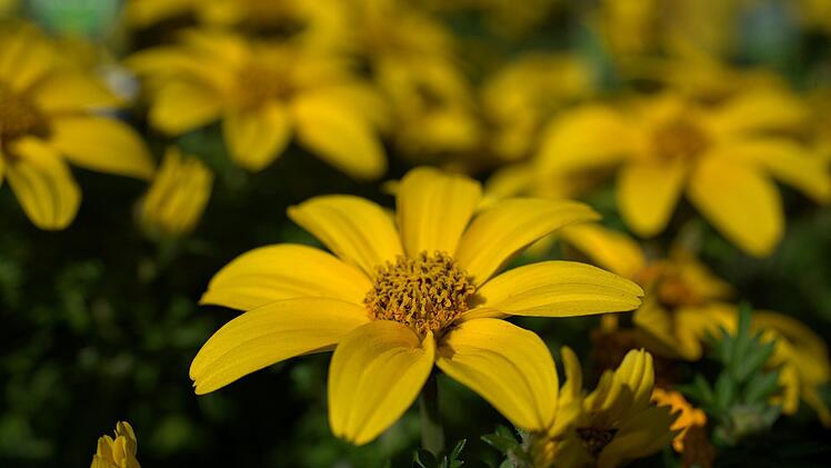 Herbstblume - Goldmarie