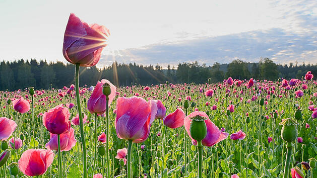 Zellingen l&auml;dt zu erstem unterfr&auml;nkischen Mohnbl&uuml;tenfest ein