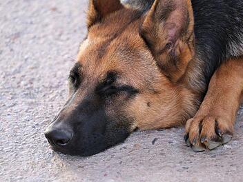 In Nordrhein-Westfalen wurde ein Fall von Tierquälerei bekannt: Ein Hund wird wohl seit Jahren in einem dunklen Keller gehalten. Ein Facebook-Video dazu geht derzeit viral. Doch was sagt das Veterinäramt dazu? Symbolbild: pixabay.com/GoranH