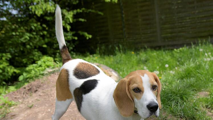 Tierheim Bamberg: Beagle Pain Syndrom - Hund Max' Immunsystem kämpft gegen eigenen Körper