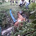 Feuerwehreinsatz Weisendorf Pferd