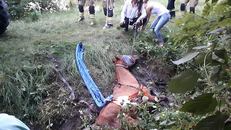 Feuerwehreinsatz Weisendorf Pferd