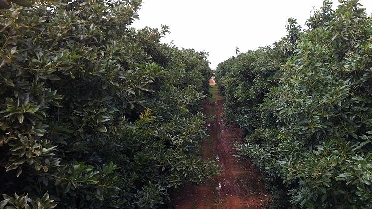 So sieht der Avocado-Pfücker die Landschaft.