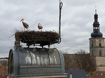 Beim Ausputzen der Nester wird darauf geachtet, dass durch die Holzhackschnitzel keine Staunässe entsteht, die Eier oder Jungvögel töten könnte. Foto: Edmund Lenz/privat