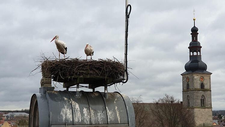 Beim Ausputzen der Nester wird darauf geachtet, dass durch die Holzhackschnitzel keine Staunässe entsteht, die Eier oder Jungvögel töten könnte. Foto: Edmund Lenz/privat