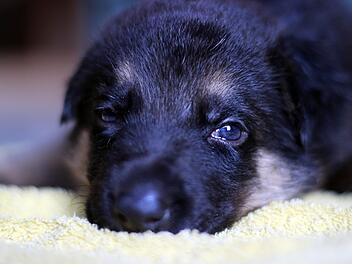 Welpen-Schmuggler aus dem Raum Aschaffenburg verurteilt - Pässe gefälscht und übers Internet verscherbelt Welpen-Schmuggler aus dem Raum Aschaffenburg verurteilt - Pässe gefälscht und übers Internet verscherbelt