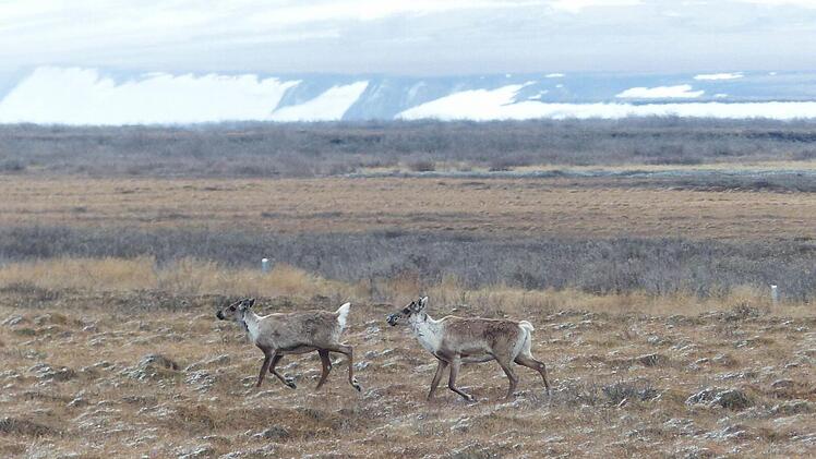 Scheu laufen diese beiden Karibus durch die Tundra. Foto: Manfred Wagner