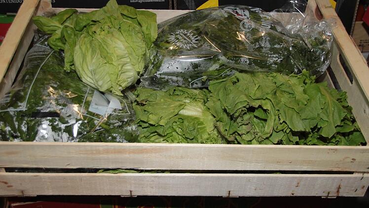 Heute noch akzeptabel, morgen kaputt. Salat verdirbt schnell. Foto: Dagmar Besand