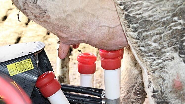Automatisch reinigt der Melkroboter Euter und Zitzen der Kuh und schließt die Melkbecher für den Melkvorgang an.  Foto: Helmut Will
