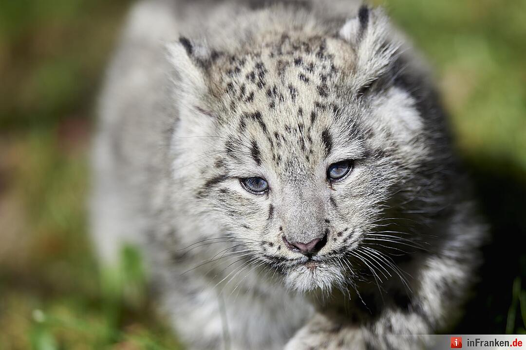 Junge Schneeleoparden im Tiergarten