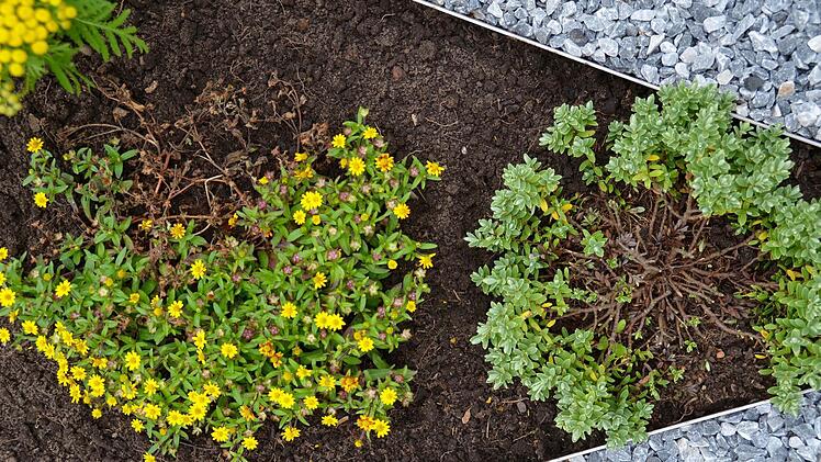 Die Hebe (rechts) ist im Innern schon total zerstört und wird wohl nicht mehr lange grüne Blätter treiben. Ebenso sieht es beim Husarenknöpfchen nebenan aus. Foto: Kathrin Kupka-Hahn