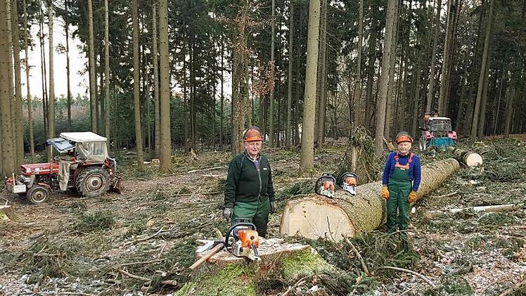Fürs weitere Bearbeiten ist der Mammut-Baum schon geteilt. Insgesamt maßen Erwin Grünewald (links) und Otto Werdenitz 29 Meter Länge und einen Meter Durchmesser.  Foto: Fabian Grünewald