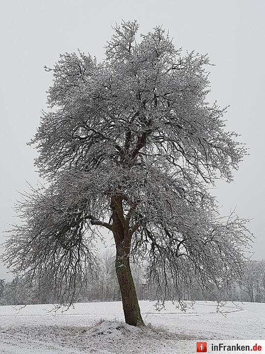 Schnee in Franken Januar 2017 - Leserfotos