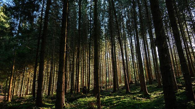 Wald