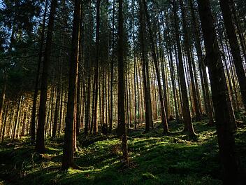 Wald